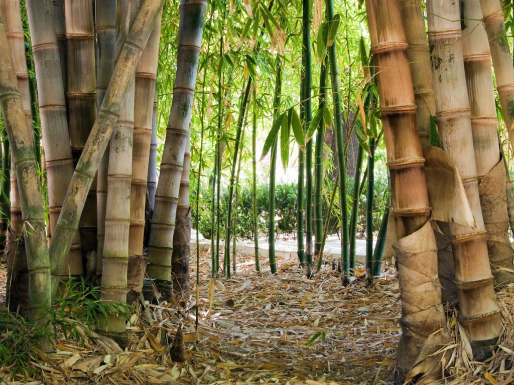 Бамбук на дикой природе