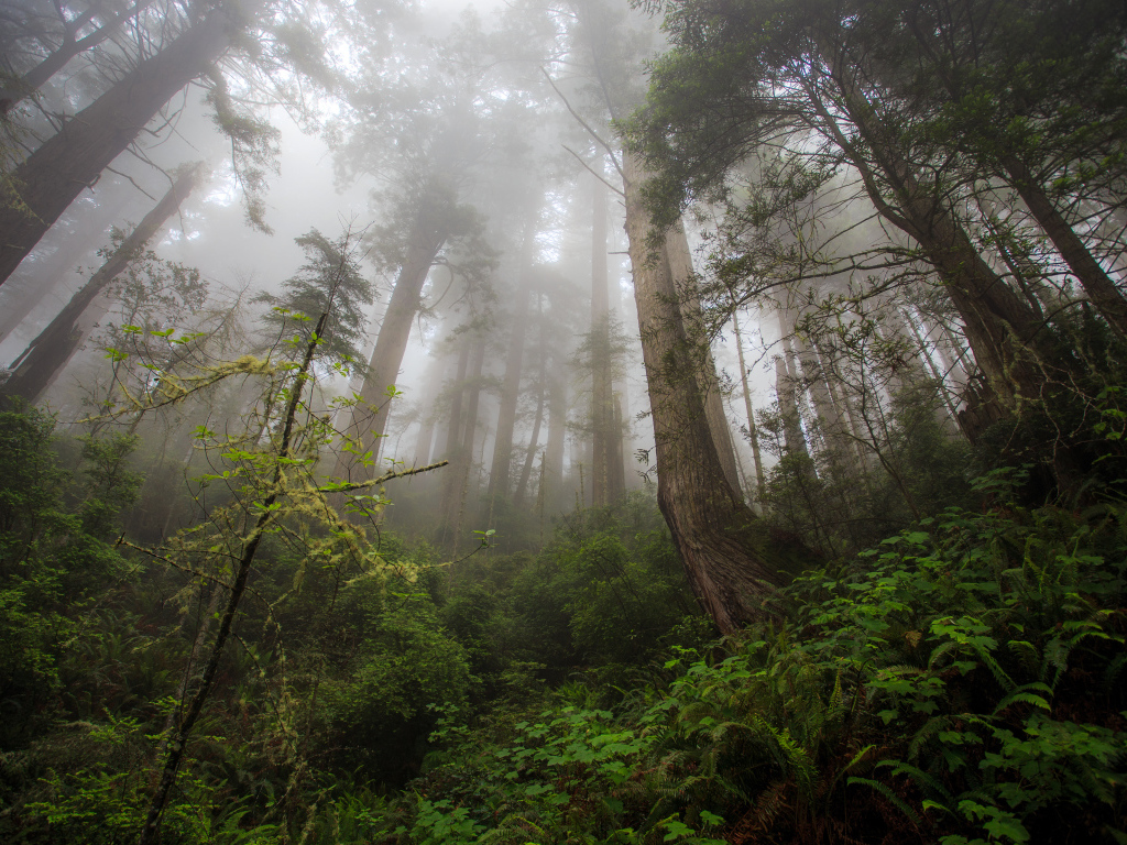 Красивый лес в тумане