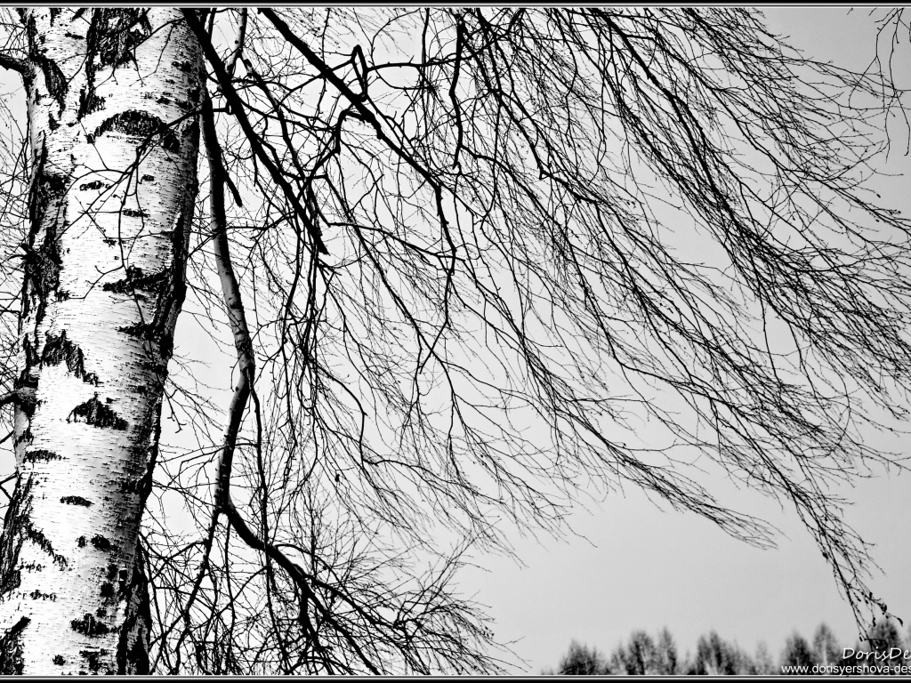 Береза зимой