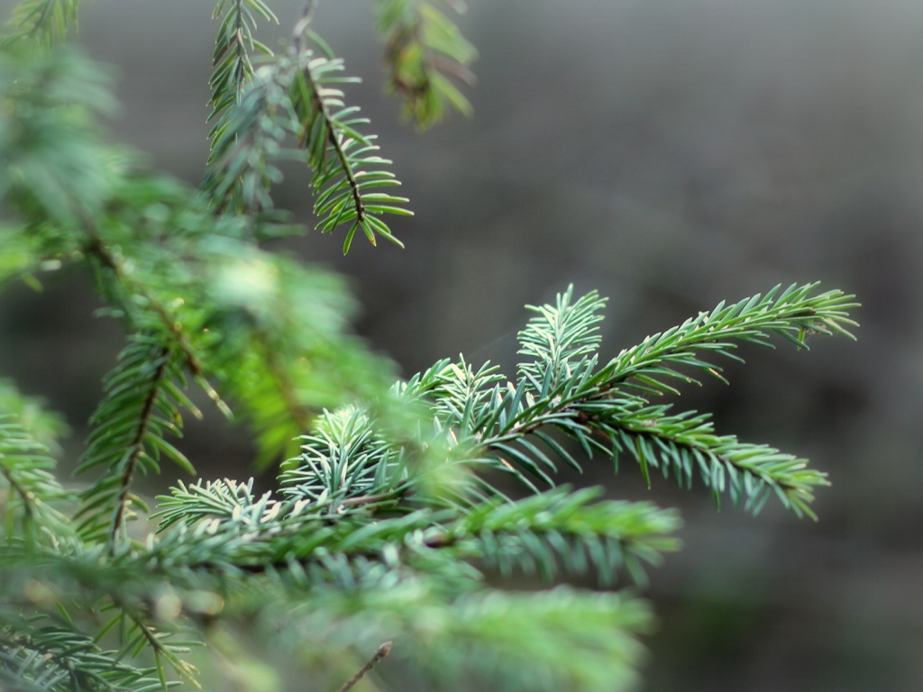 Ветки елки