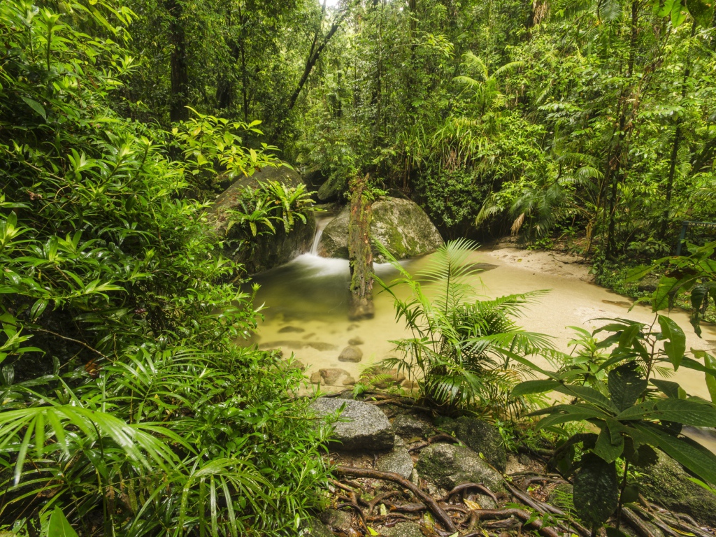 Густой тропический лес