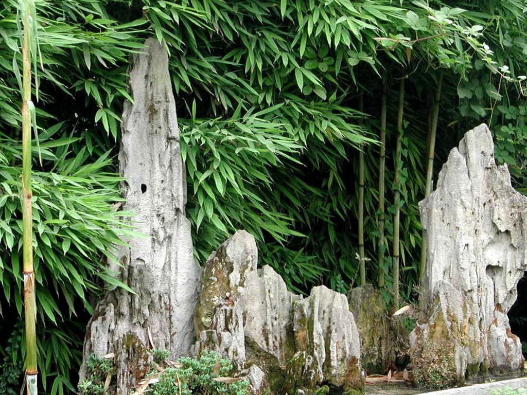 Японский бамбуковый лес