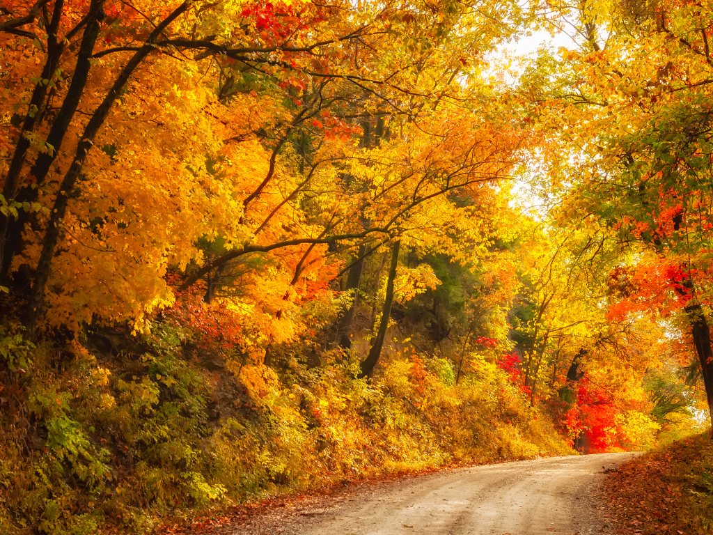 Глубокая осень в лесу