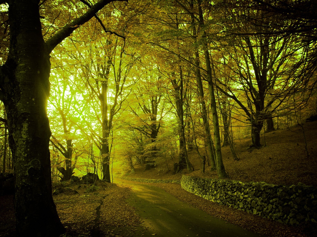 Свет пробивается через лесную чащу