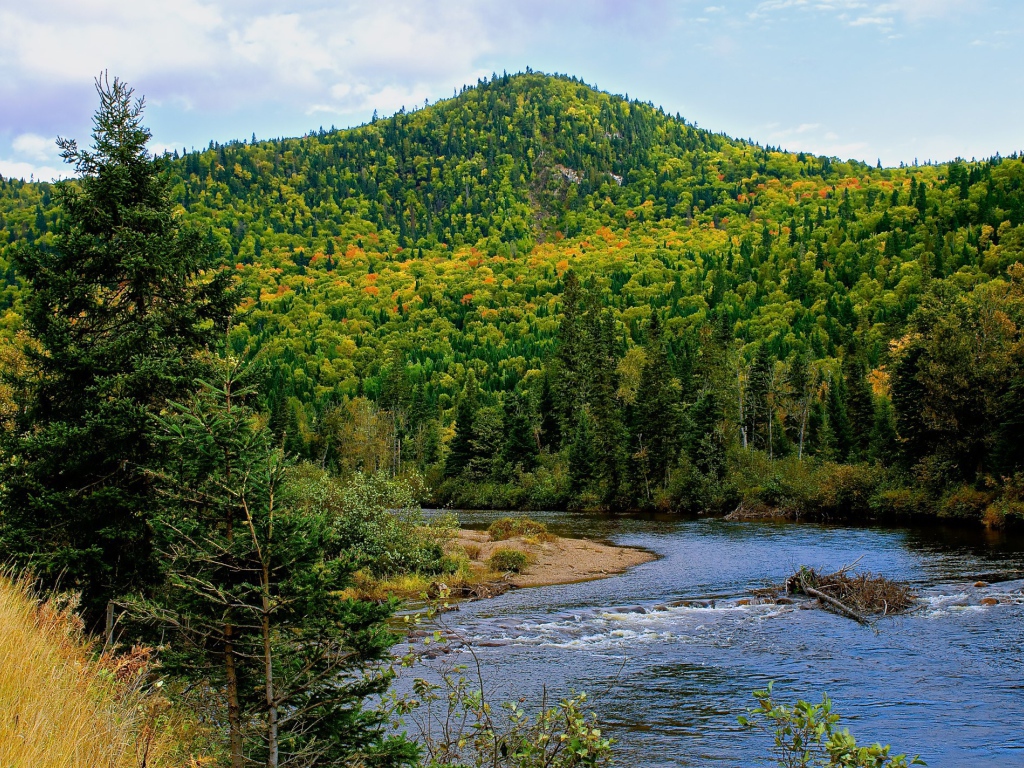 Гора покрытая лесом