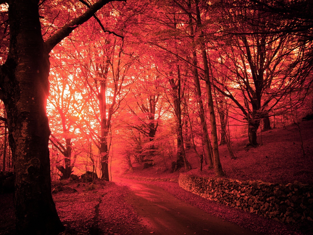 Розовый осенний лес