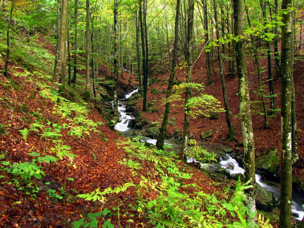 Быстрый ручей в лесу