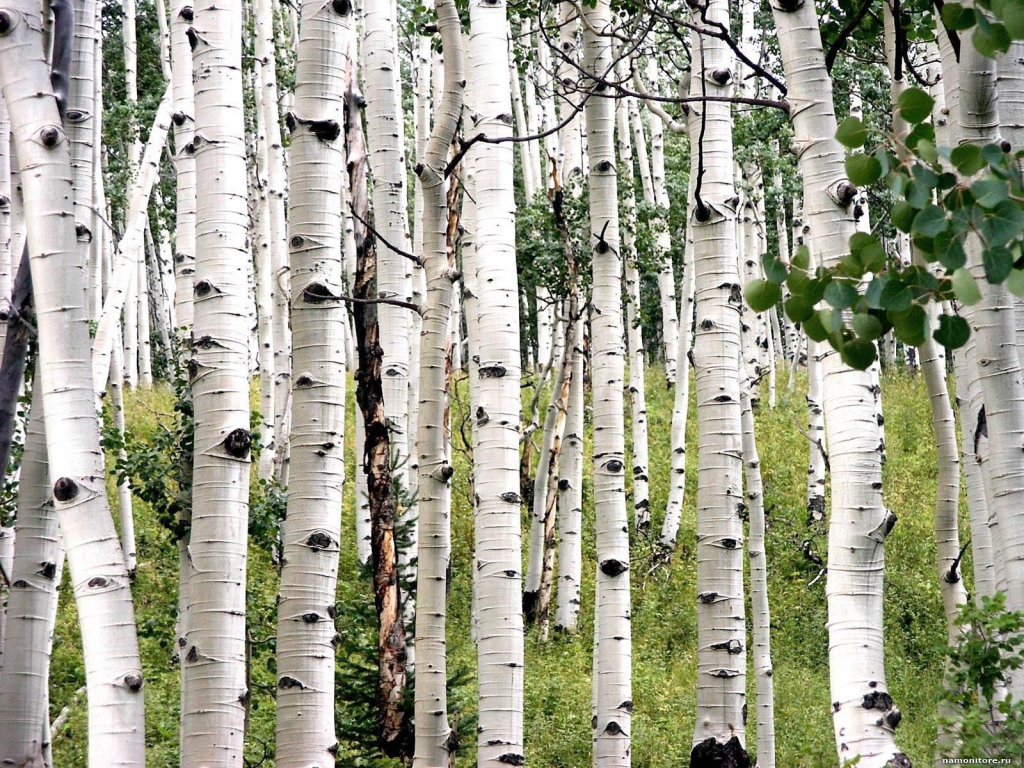 Белая береза