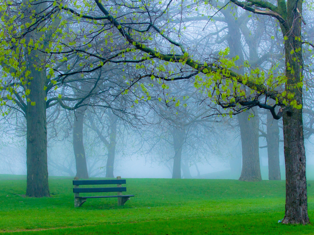 Скамейка в туманном парке