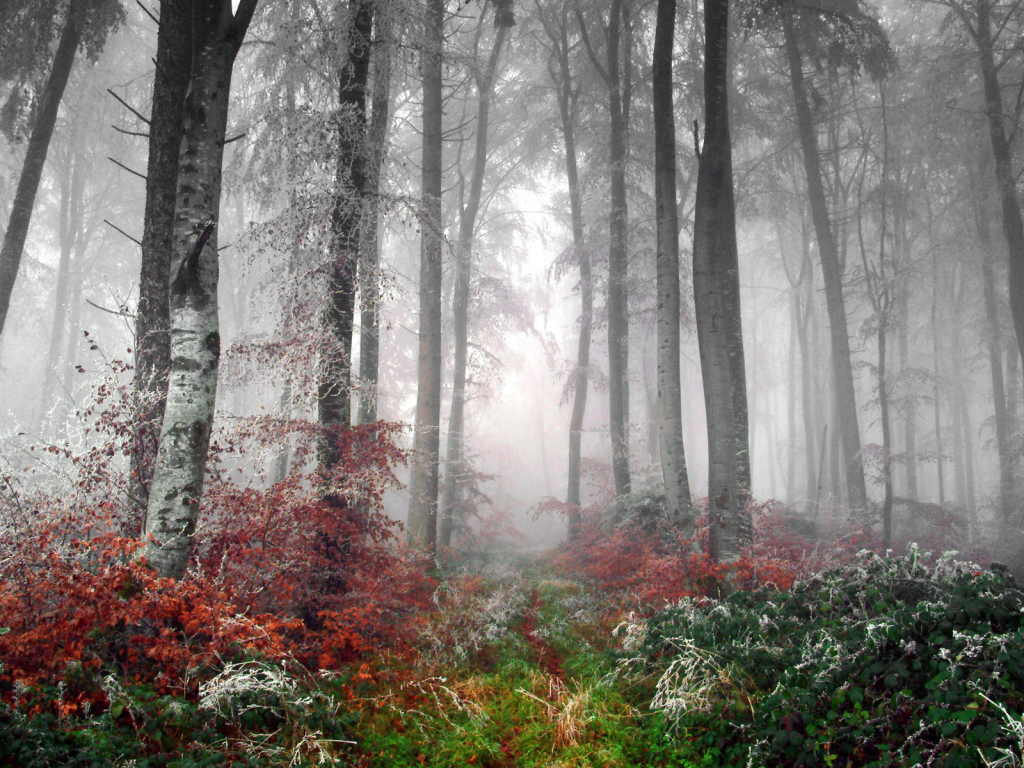 Первые заморозки в лесу