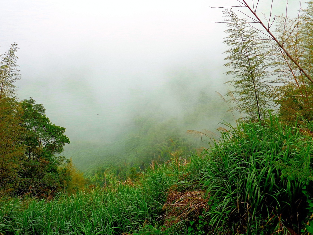Лес в утреннем тумане