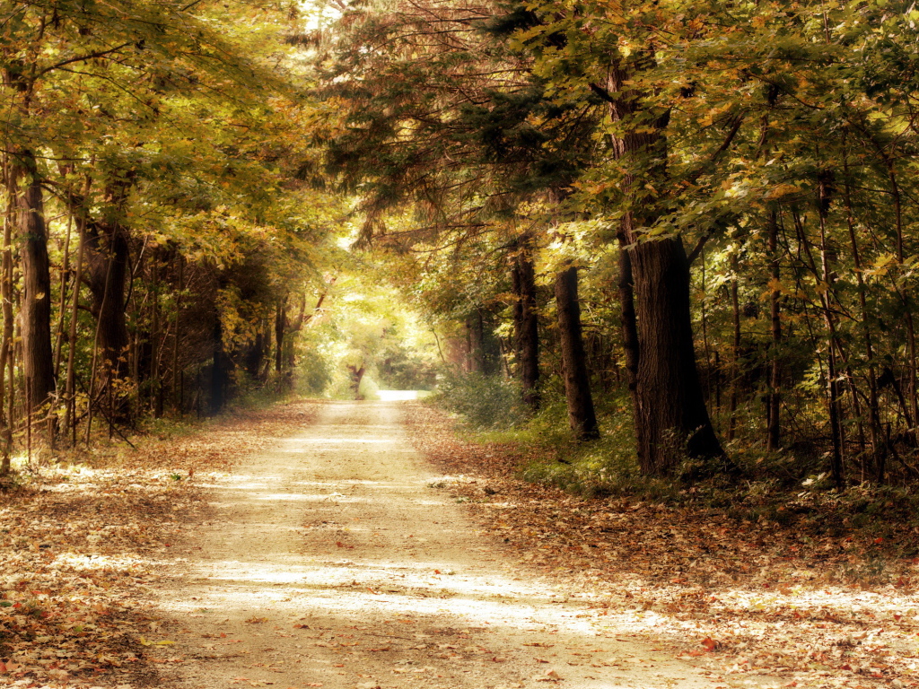 Дорога в дремучем лесу