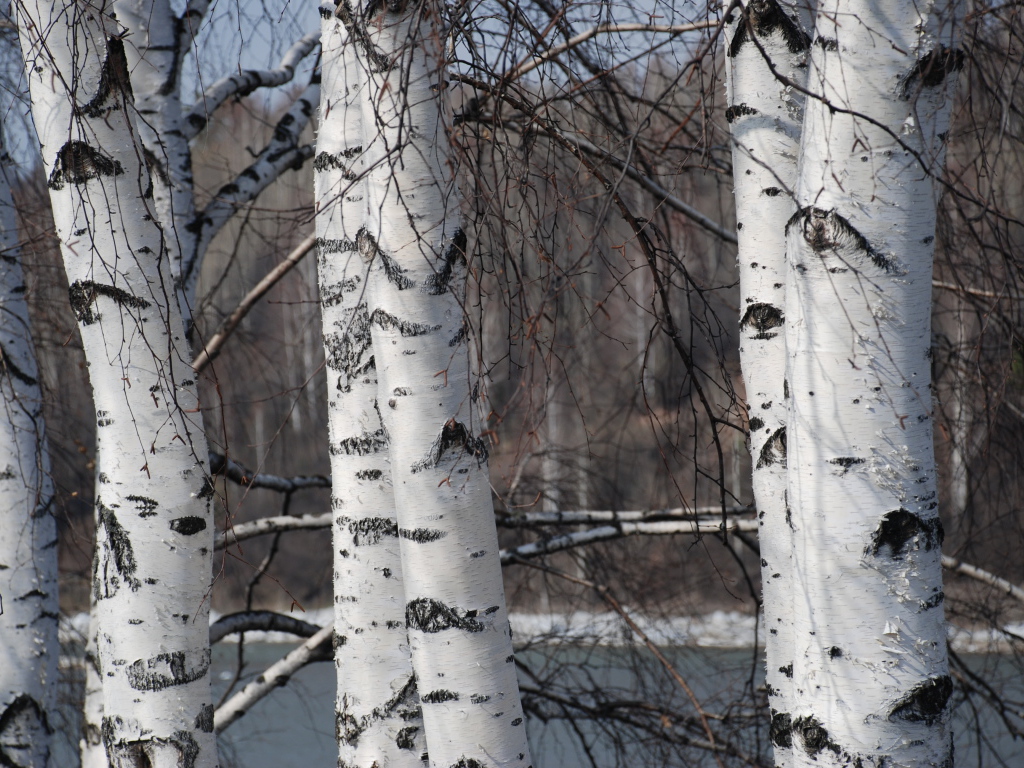 Зимняя березовая роща