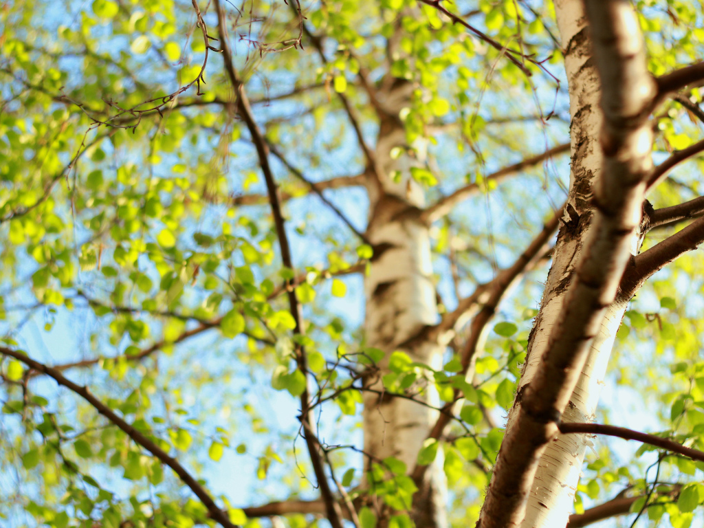 Молодая зелень берез