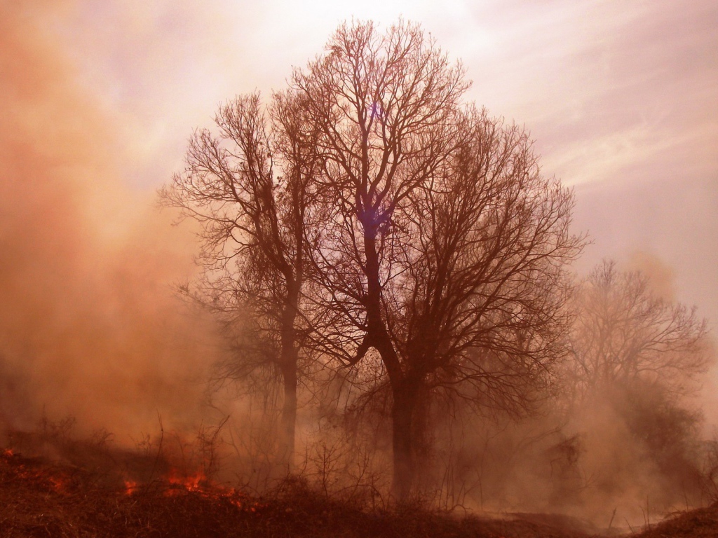 Пожар в лесу