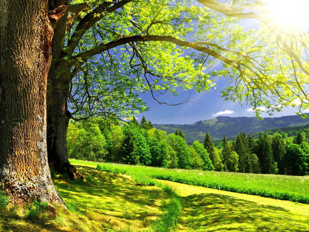 Летний солнечный день