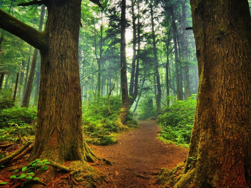 Тропинка среди деревьев