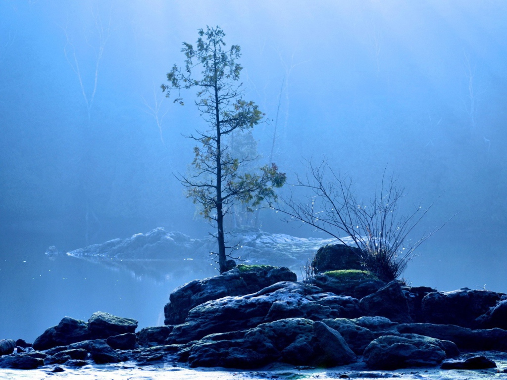 Дерево на каменном острове