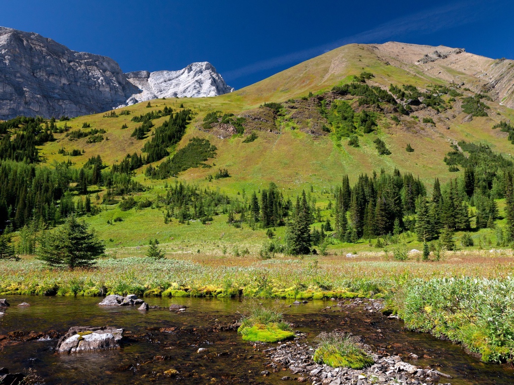 Гора заросшая лесом