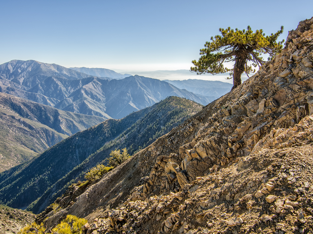 Одинокое дерево в горах