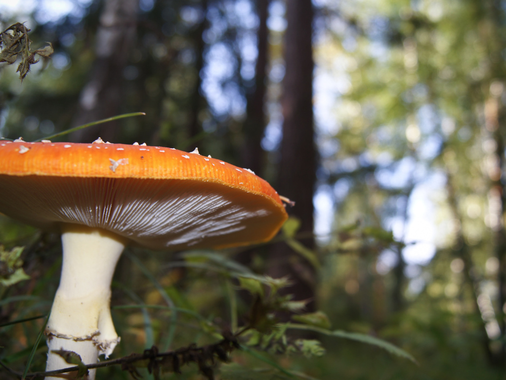 Большой гриб в лесу