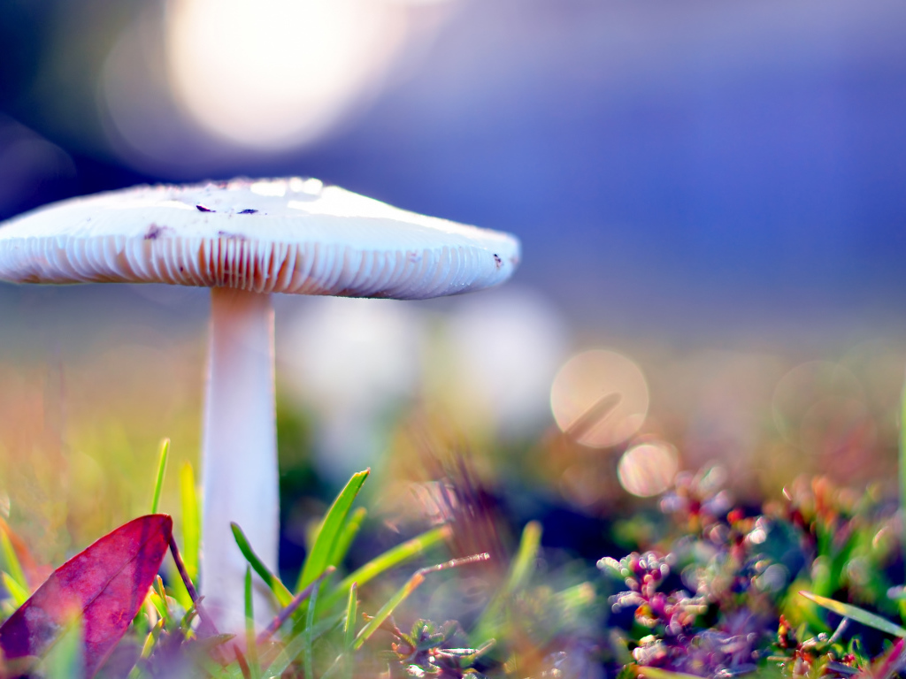 Бледная поганка опасный гриб