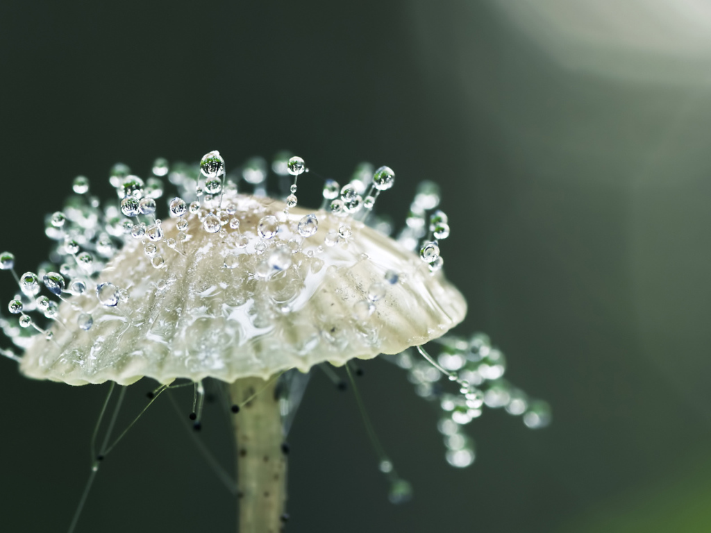 Капли росы на грибе