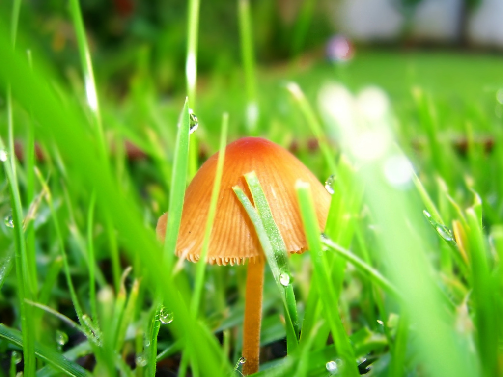 Гриб после дождя