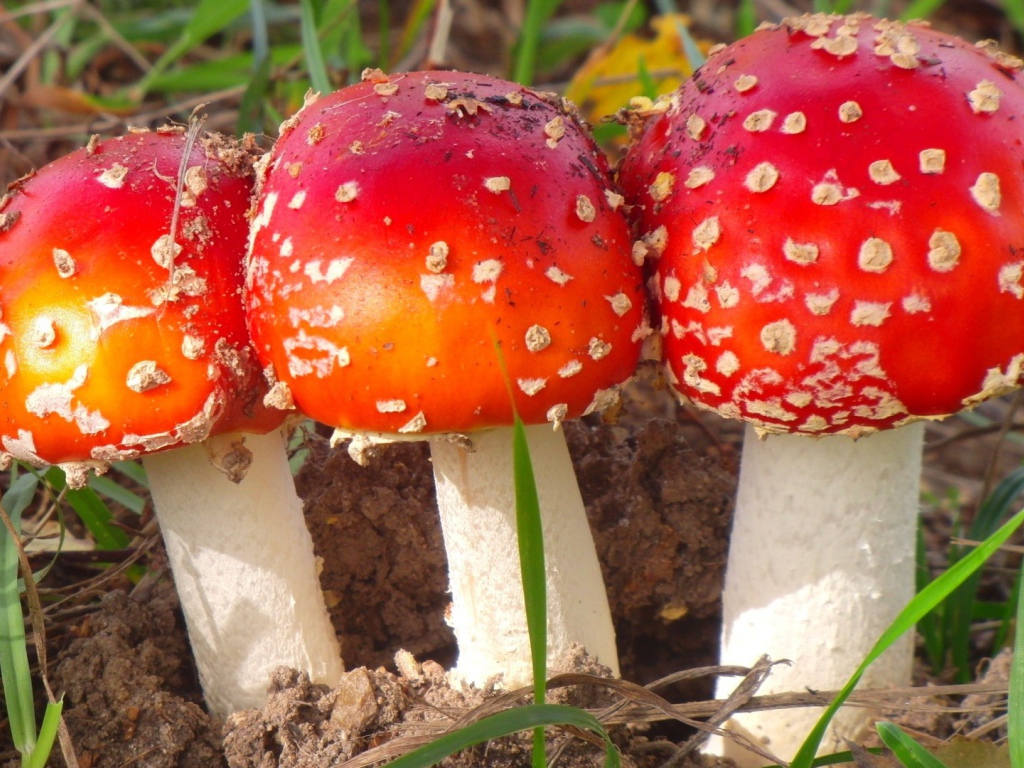 Three forest mushroom