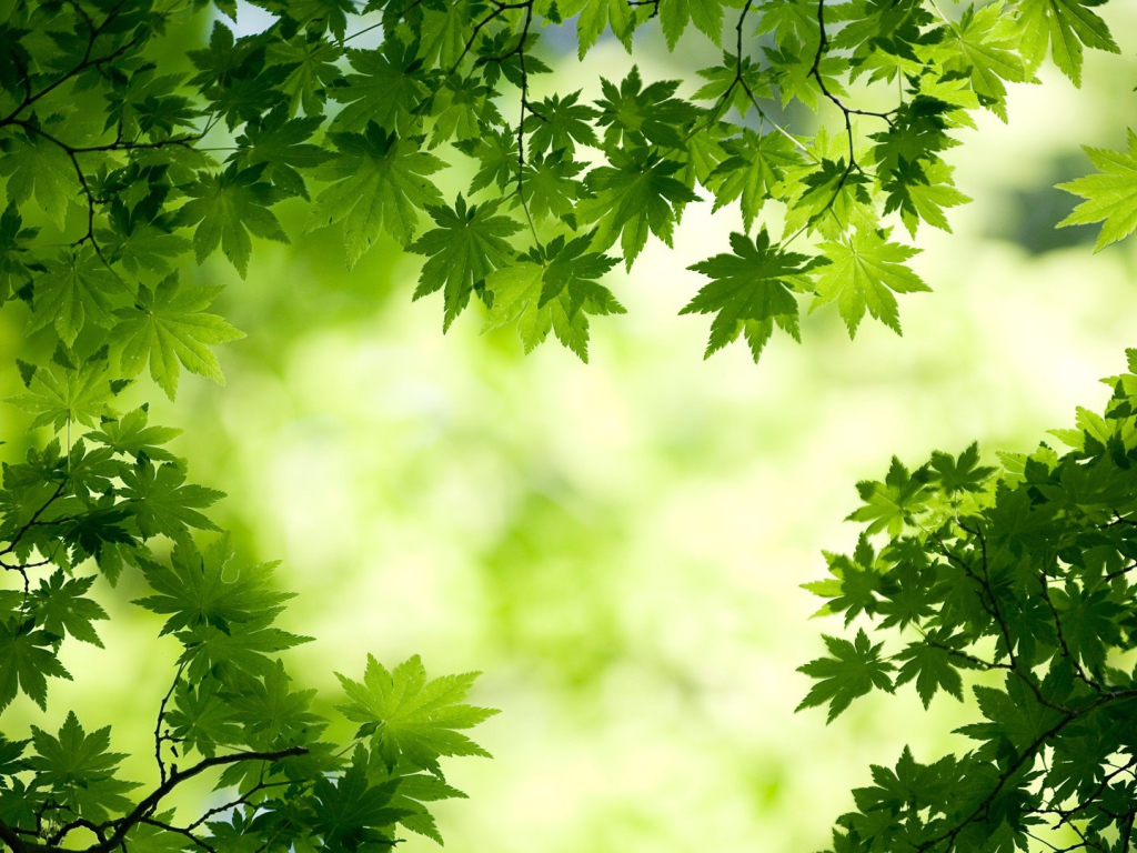 Зеленые листья