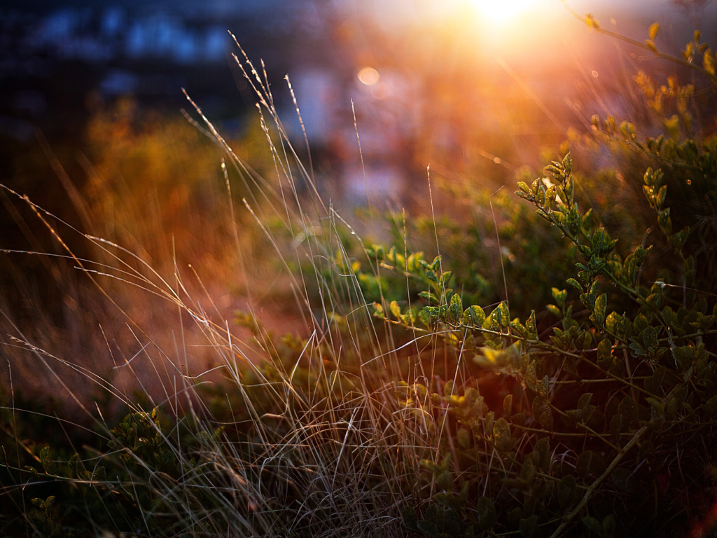 Луч солнца на траве