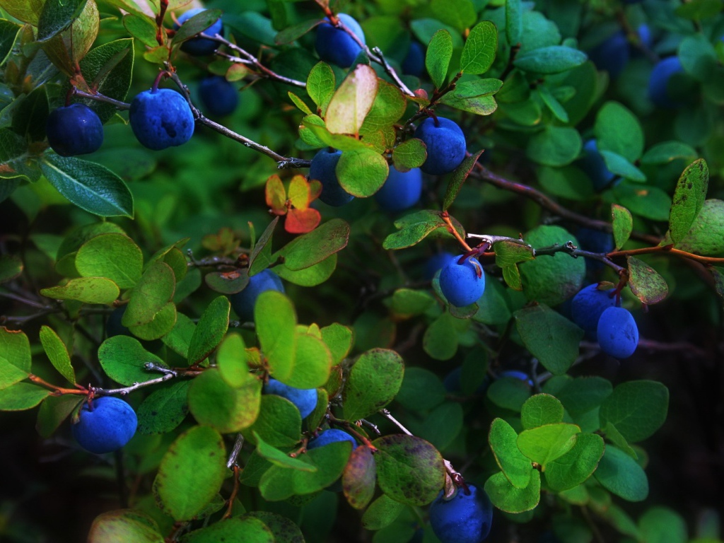 Синие ягоды в листве