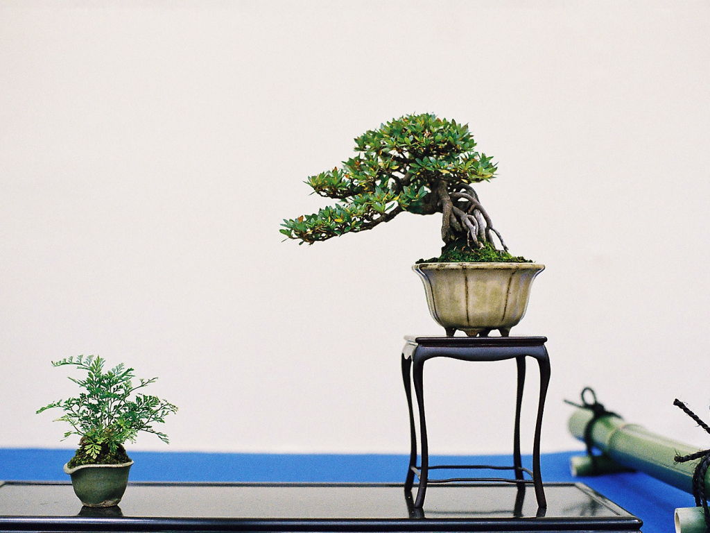 Бонсай на белом фоне