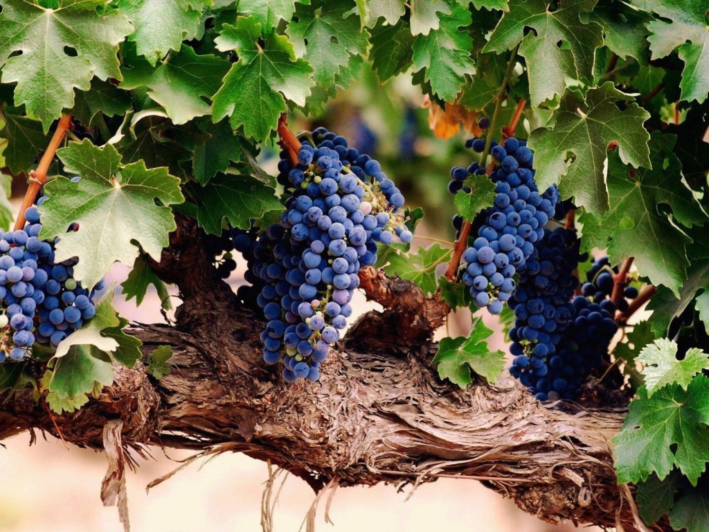 Гроздья спелого винограда