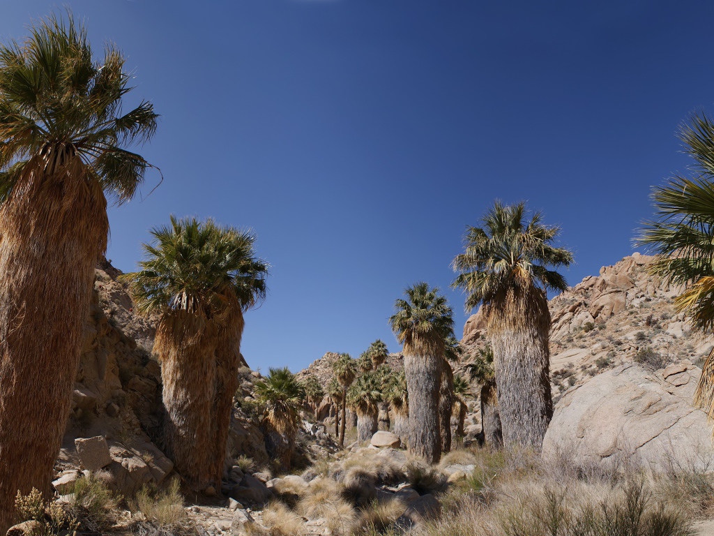 Кактусы в каменной пустыне