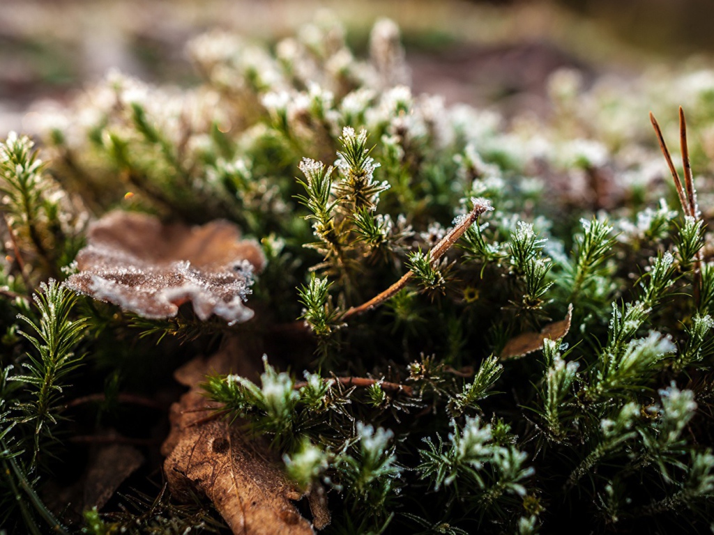Хвойные ветки в снегу