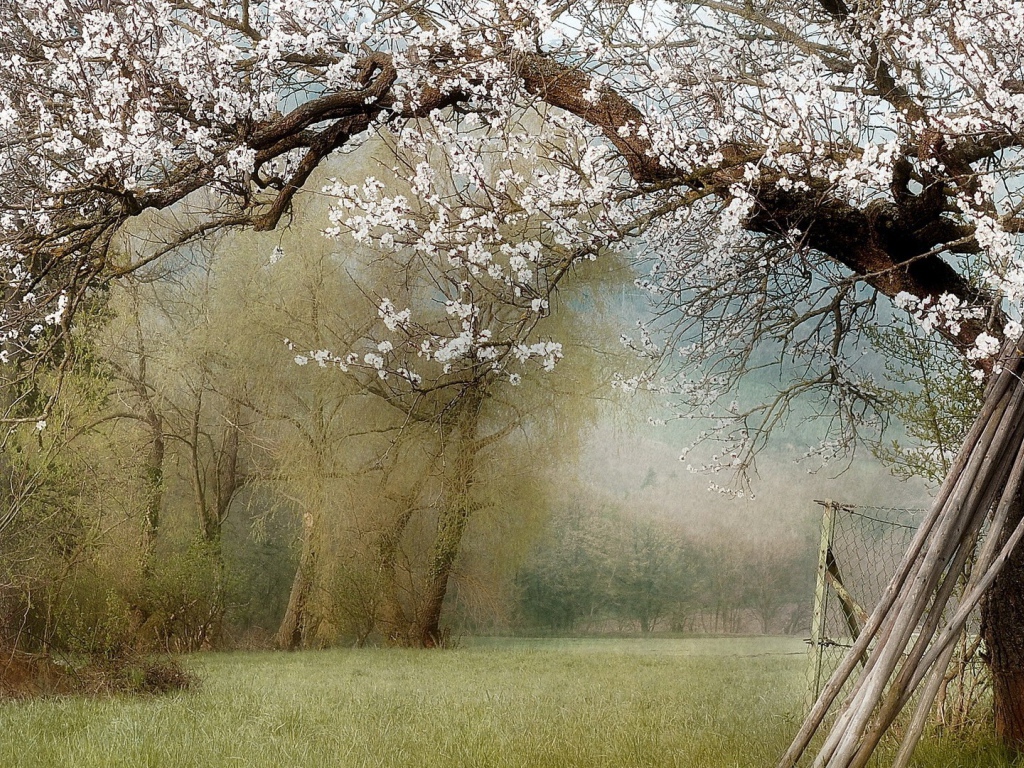 Цветущие деревья в саду