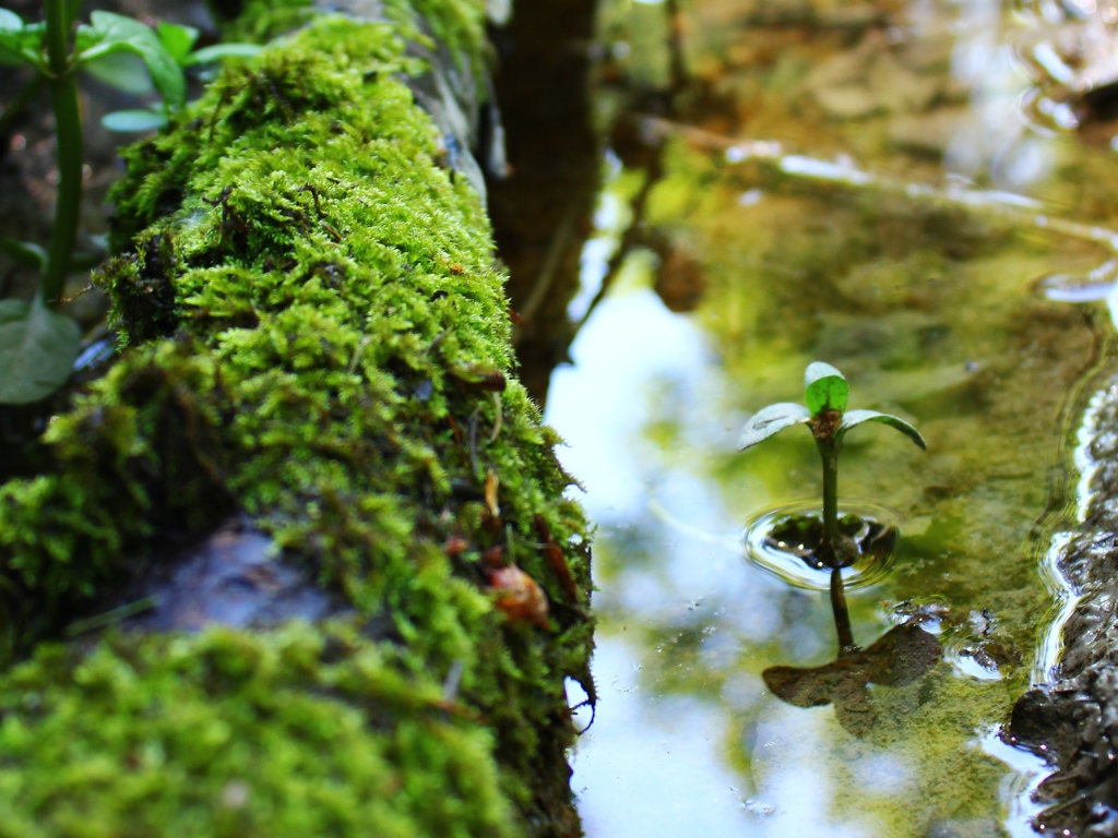 Маленький росток