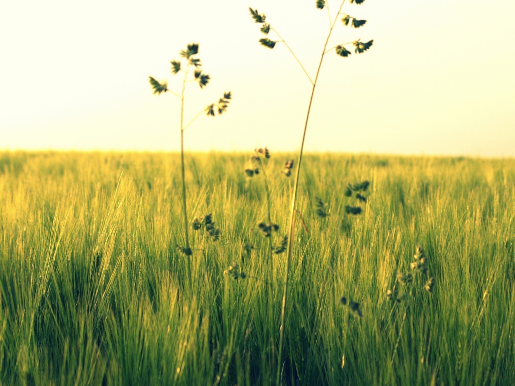 Растения в поле