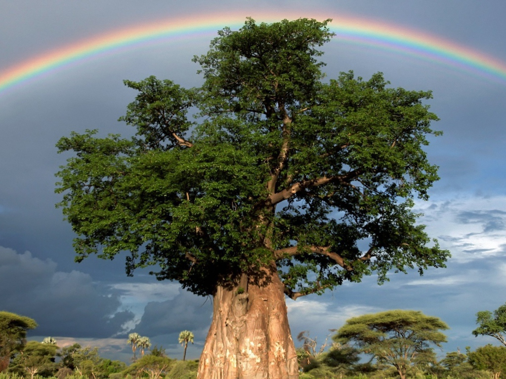Радуга над толстым деревом