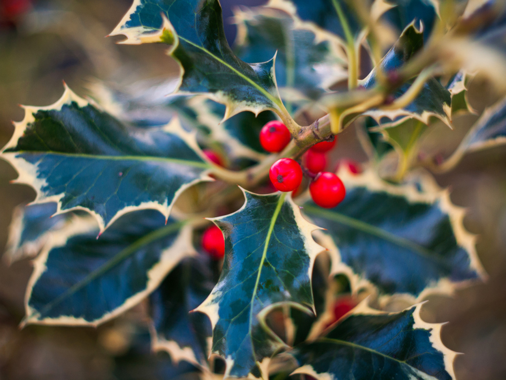 Красные ягоды на ветвях