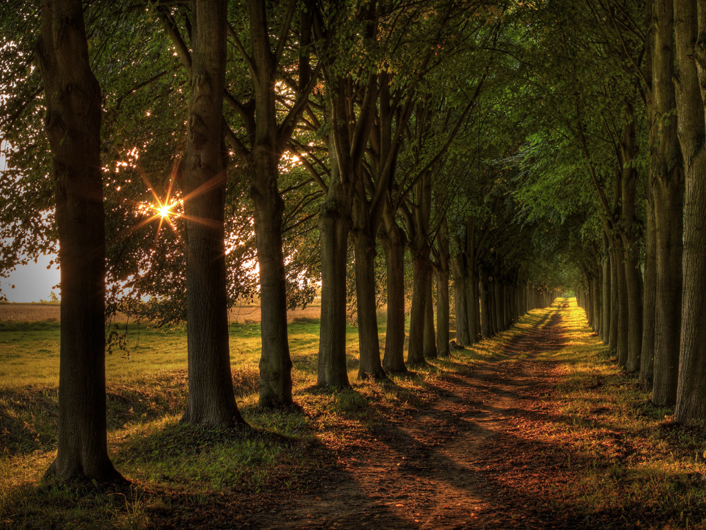 Аллея из деревьев