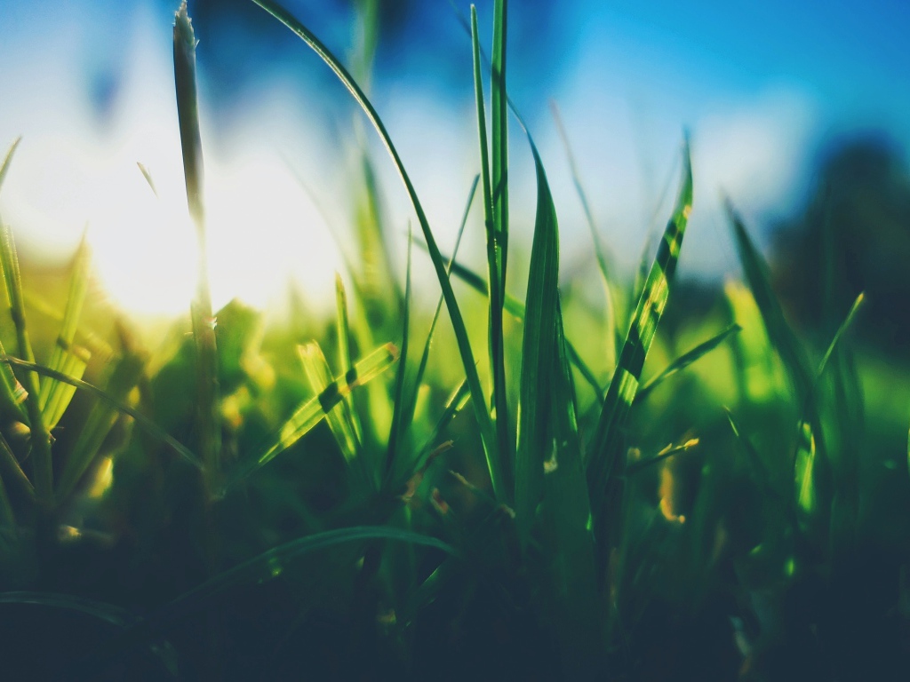 Трава в поле