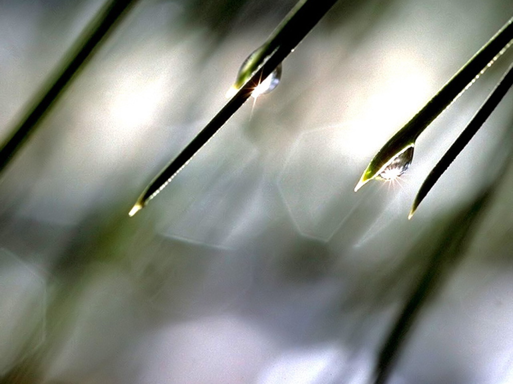 Солнце в каплях росы