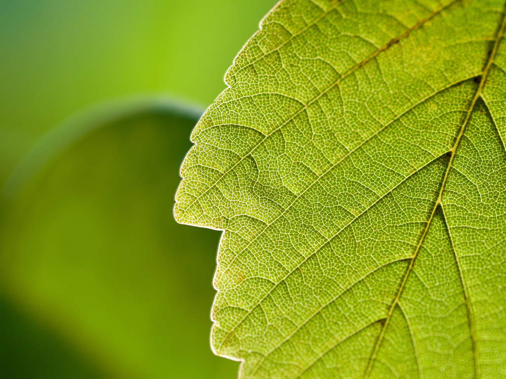 Прожилки листа