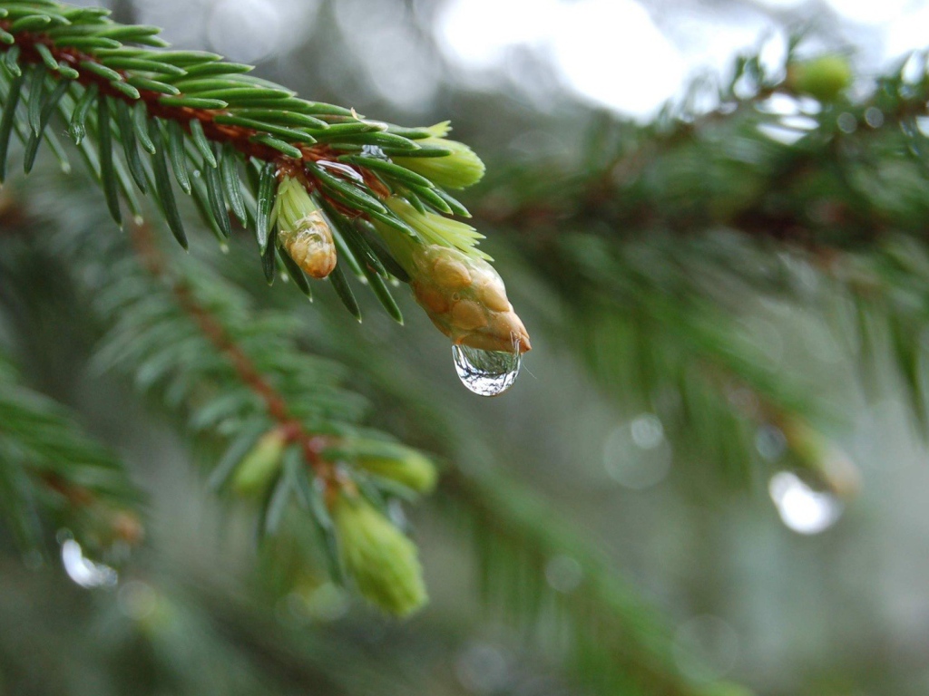 Весенние побеги