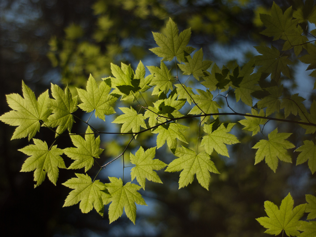 Ветка с листьями
