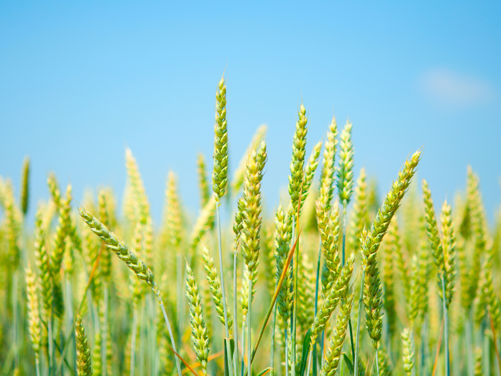 Колосья на фоне голубого неба