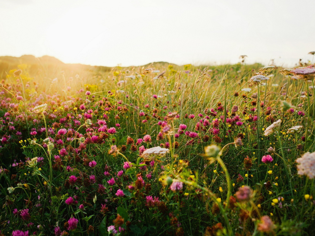 Полевой клевер