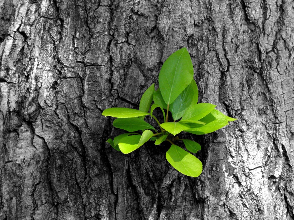 Зеленый росток на старом дереве